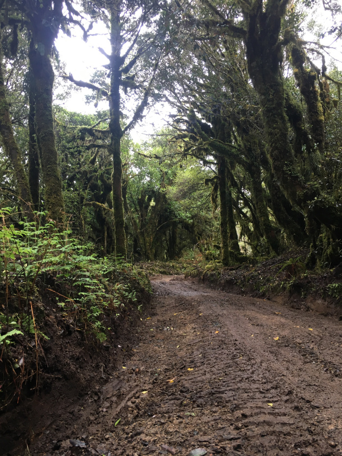 A muddy Timber Trail.